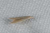 Coleophora