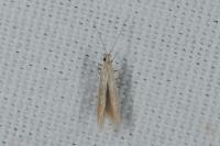 Coleophora