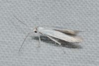 Coleophora