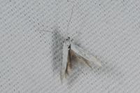 Coleophora