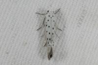 Yponomeuta