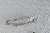 Yponomeuta