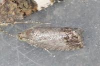 Cydia pomonella