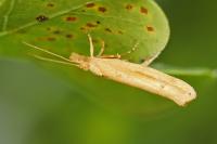 Ypsolopha ustella
