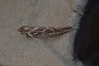 Pyroderces argyrogrammos