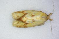 Agapeta hamana