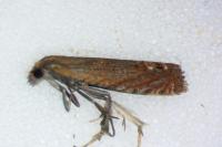 Lathronympha strigana