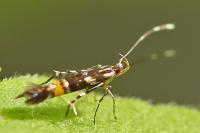 Cosmopterix zieglerella