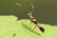 Cosmopterix zieglerella