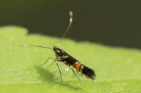 Cosmopterix zieglerella