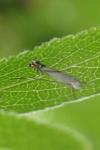 Lyonetia prunifoliella