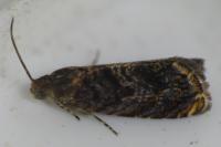 Grapholita janthinana