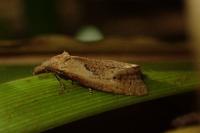 Phtheochroa inopiana