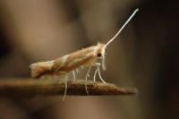 Phyllonorycter