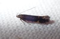 Aproaerema anthyllidella