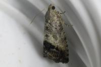 Cydia splendana
