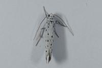 Yponomeuta