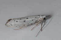 Yponomeuta