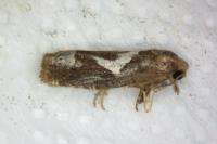 Epiblema foenella