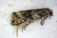 Celypha lacunana