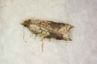 Acleris rhombana