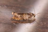 Celypha aurofasciana