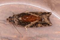 Epinotia nisella