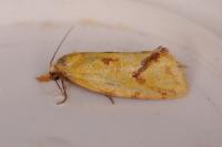 Agapeta hamana