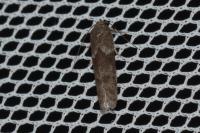 Blastobasis glandulella
