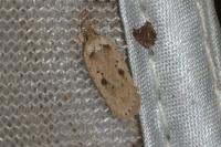 Agonopterix yeatiana