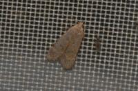 Anacampsis timidella
