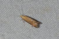 Monochroa cytisella