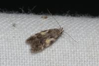 Teleiodes luculella