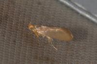 Crassa unitella