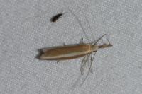 Pleurota aristella