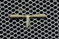Adaina microdactyla