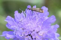 Nemophora metallica