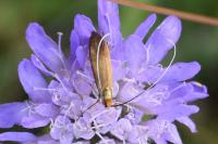 Nemophora metallica