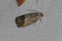 Cydia splendana