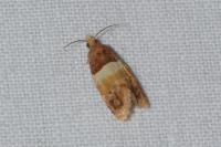 Epinotia festivana