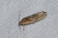 Eucosma gr. cana