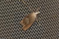 Eucosma conterminana
