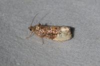 Hedya nubiferana