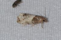 Notocelia roborana