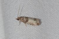 Spilonota ocellana