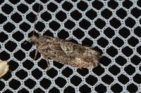 Zeiraphera isertana