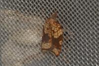 Acleris rhombana