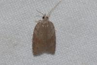 Acleris sparsana