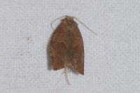 Pandemis heparana