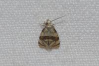 Phalonidia manniana